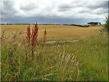 SE9636 : Barley ripening on Ella Hill, Yorkshire Wolds by Neil Theasby