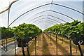 Polytunnel