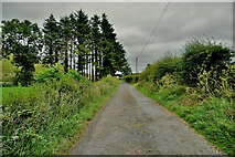H4469 : Trees along Beagh Road by Kenneth  Allen
