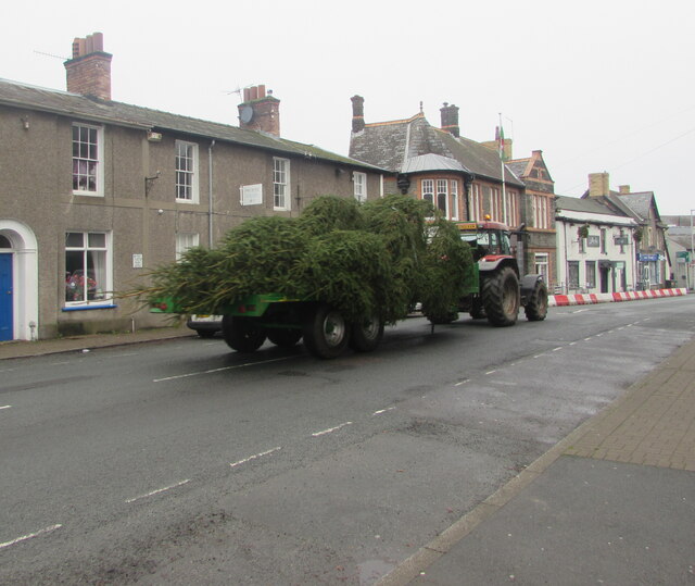 Christmas trees in transit, Crickhowell