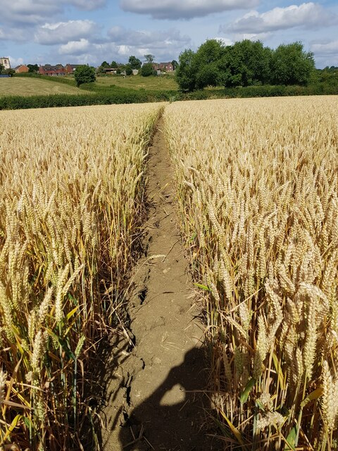 The Millennium Way passing through a wheat field