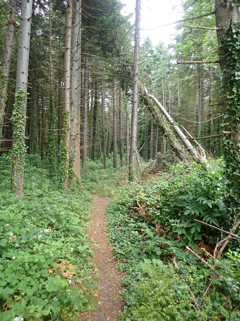 Footpath through Tipperary Wood