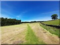 Footpath across a mown field