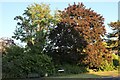 Trees by Brookbank, Wooburn Town