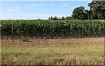 SU6385 : Maize field in Ipsden by David Howard