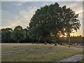 Trees at Leominster cemetery