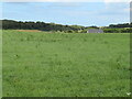 Pasture near Lambert