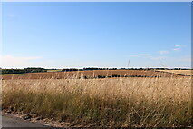 SU6385 : Field by Church Lane, Ipsden by David Howard