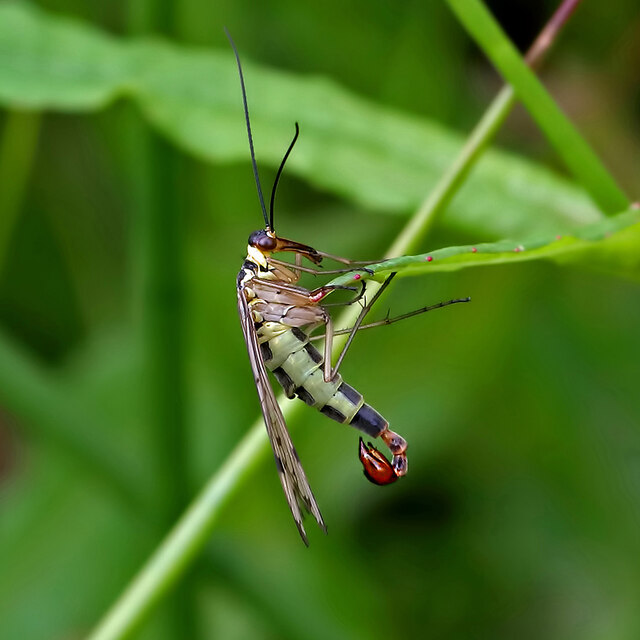 A male scorpion fly (Panorpa communis) at Lindean Nature Reserve