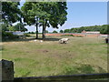 Cattle mainly calves under the trees