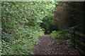 Wooded footpath