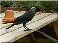 SU1069 : Jackdaw at the Red Lion, Avebury by Alan Murray-Rust