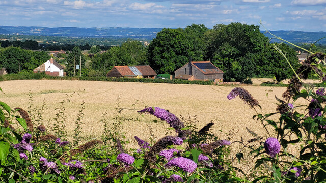 Wheat field near Huntley