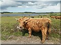 Cattle by Colliford Lake