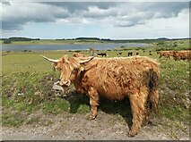 SX1973 : Cattle by Colliford Lake by Pebble