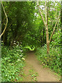 ST5679 : Community Forest Path near Hazel Brook by Derek Harper