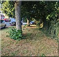 Trees on grass, Claremont, Newport