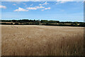 Barley field by Wood Farm Cottages