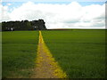 Well marked footpath west of Southview Farm