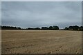 Stubble beside Hull Road