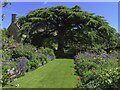 SP1742 : Cedar of Lebanon tree at Hidcote Manor by Steve Daniels