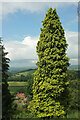 Conifer above West Malvern