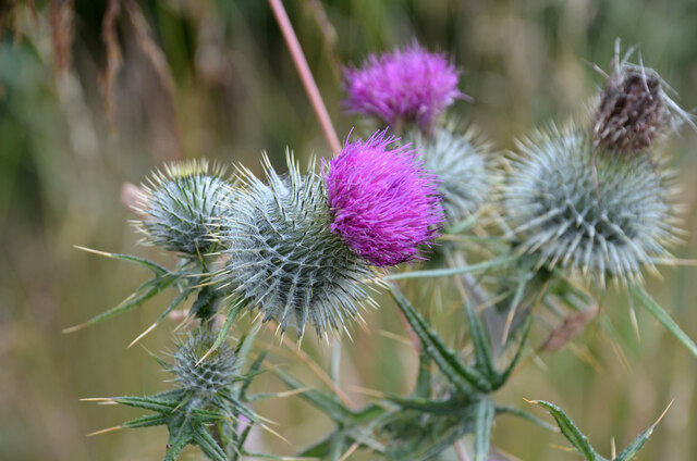 Thistles in the forest