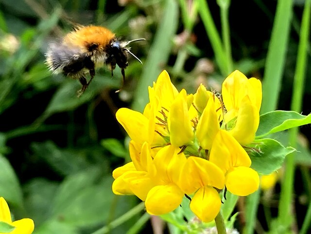 Bumblebee landing on meadow pea, Mullaghmore