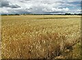 Farmland at Four Lane Ends