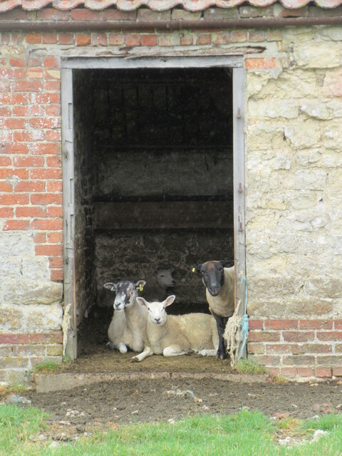 Shelter for the sheep