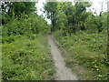 Path up to Darland Banks