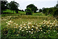 Meadow sweet, Annaghbo