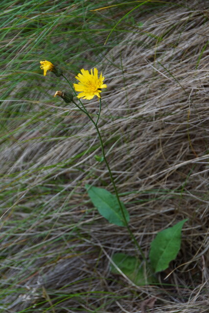 The hawkweed Hieraceum gratum, Burrafirth