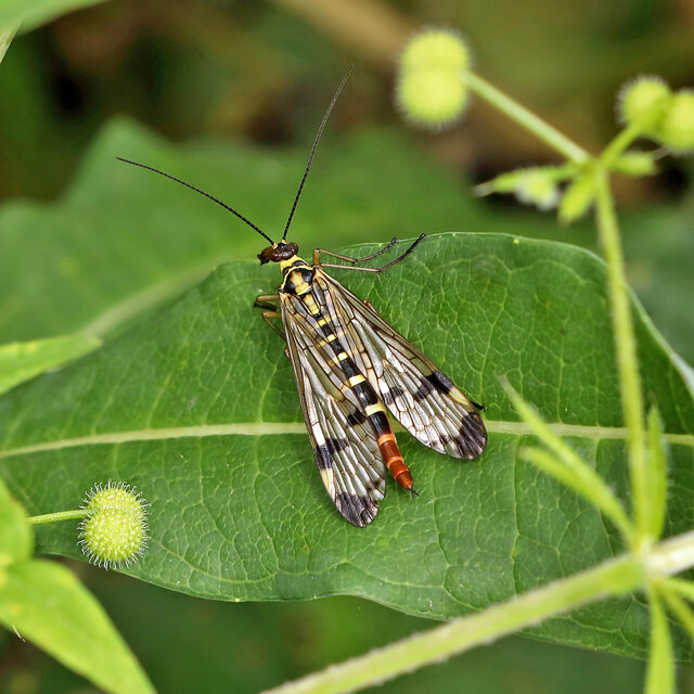 A female scorpion fly (Panorpa communis) at Lindean Nature Reserve