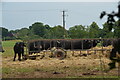 Buffalo in field off the Combers, Seighford, Stafford