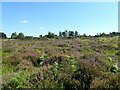 Isle of Thorns Warren