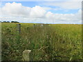 Tarty trig pillar