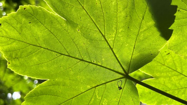 Sycamore leaf - Butchershole Bottom
