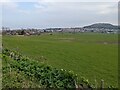 Grassland at Penrhyn Bay