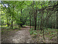 Path, Cowdray Forest