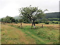 Llwybr ger Caio / Path near Caio