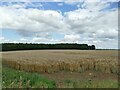 SE4341 : Wheatfield on Bramham Moor by Stephen Craven
