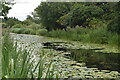 Lily pads on the former Shrewsbury and Newport Canal