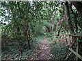 Footpath through woodland