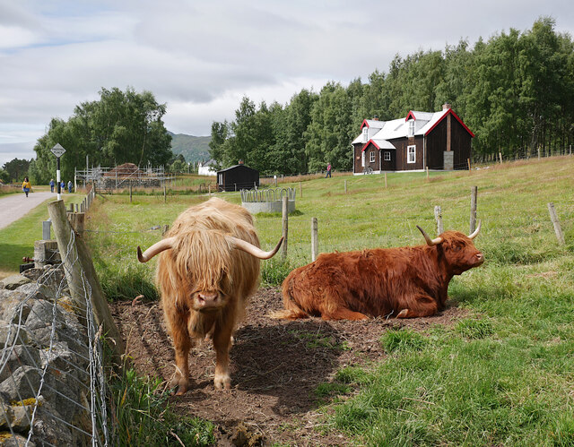 Highland cattle, Highland Folk Museum