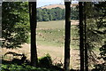 Cattle in field