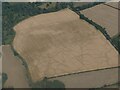 Cropmarks on field east of Braintree: aerial 2022 (1)