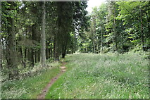 NT1888 : Path in Cullaloe Forest by Bill Kasman