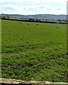 SO8313 : Distant grazing sheep, Whaddon, Gloucestershire by Jaggery