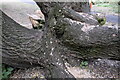 TF0306 : A tangled Bole of Salix babylonica by Bob Harvey